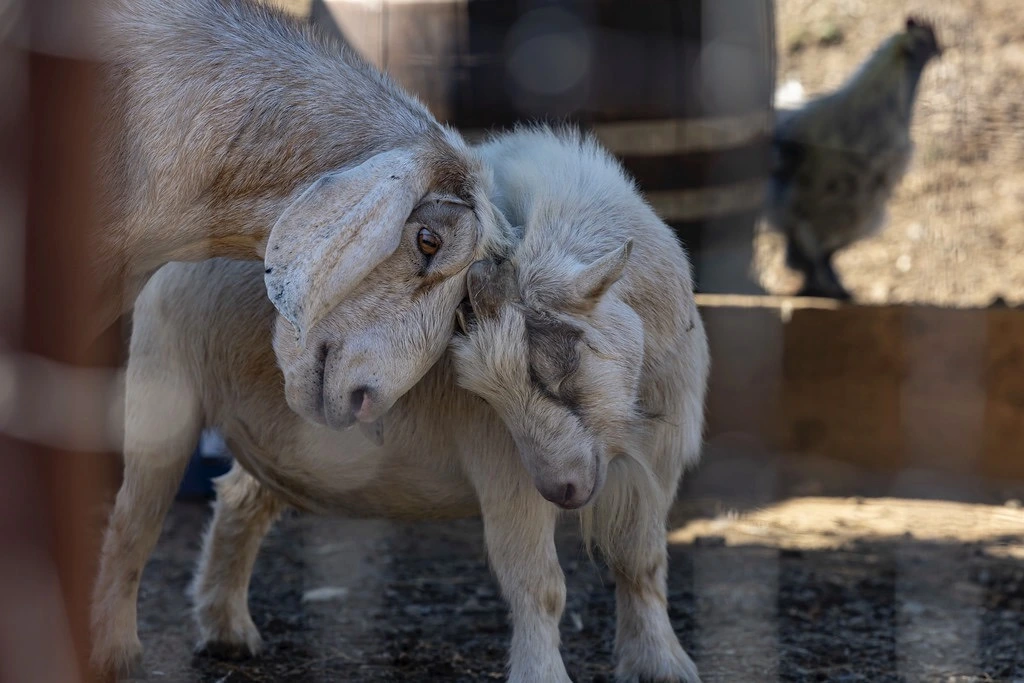 Healdsburg Goats Two goats at Healdsburg Senior Living farm